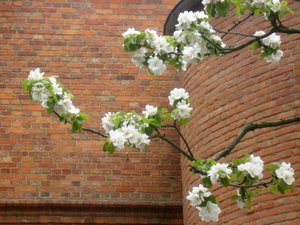 Wiosna - Toruń