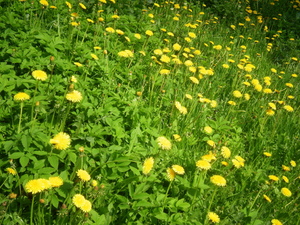 Wiosna - Ostróda