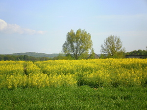 Wiosna - okolice Ostródy