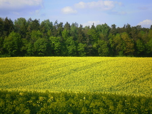 Wiosna - okolice Ostródy