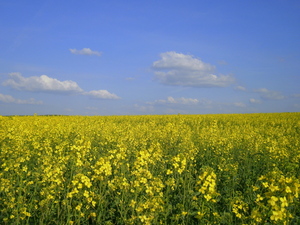 Wiosna - okolice Ostródy