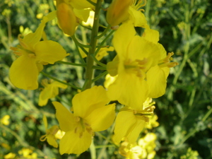 Wiosna - okolice Ostródy