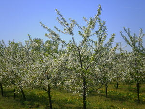 Wiosna - okolice Lubawy