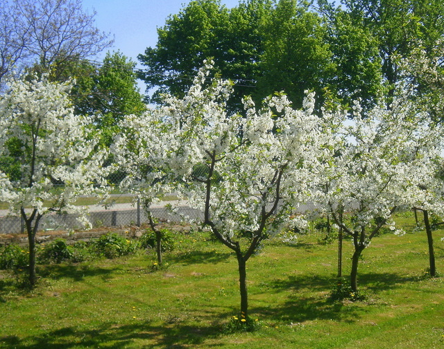 Wiosna - okolice Lubawy