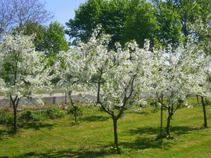 Wiosna - okolice Lubawy