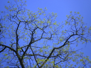 Wiosna - Lubawa