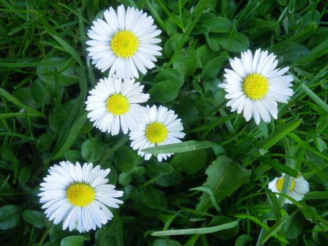 Wiosna - Lubawa