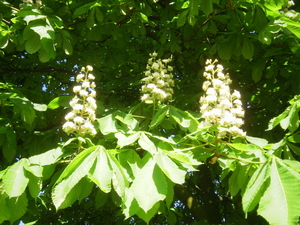 Wiosna - Lubawa