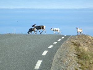 W drodze na Nordkapp