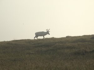 Ren na Nordkappie