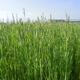 Wiosna - okolice Dęblina