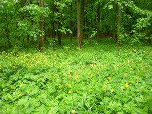 Wiosna - okolice Lubawy