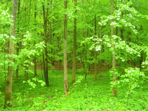 Wiosna - okolice Lubawy
