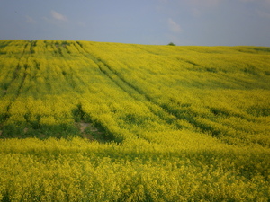 Wiosna - okolice Lubawy