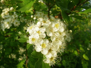 Wiosna - okolice Lubawy