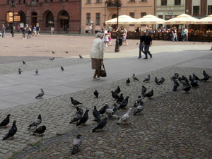 Toruń (1)