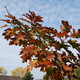 jesień maluje drzewa