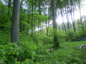 Wiosna - okolice Lubawy