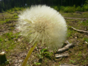 Wiosna - okolice Lubawy