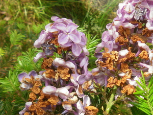 Wiosna - Lubawa