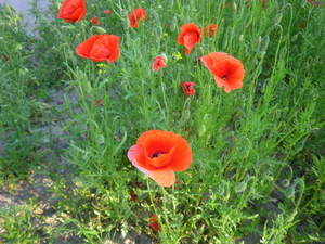 Wiosna - okolice Lubawy