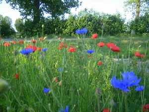 Wiosna - okolice Lubawy