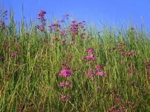 Wiosna - okolice Lubawy