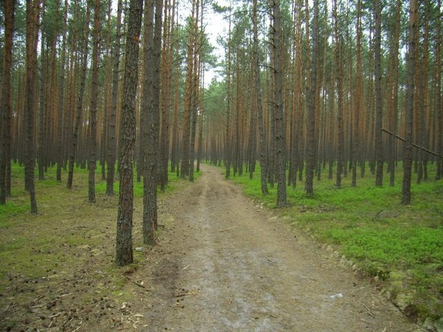 Podążając żółtym szlakiem szumów przez las