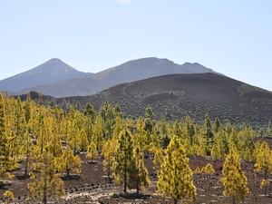 Parque Nacional del Teide 3