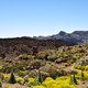 Parque Nacional del Teide 6