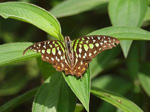 motyl