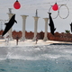 Delfinarium 14 