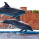 Delfinarium 19