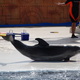 Delfinarium 22