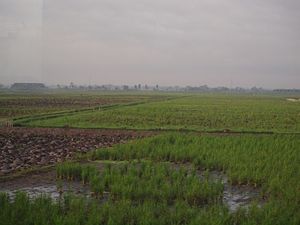 pola ryżowe na trasie przejazdu
