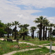 palmy w Hierapolis
