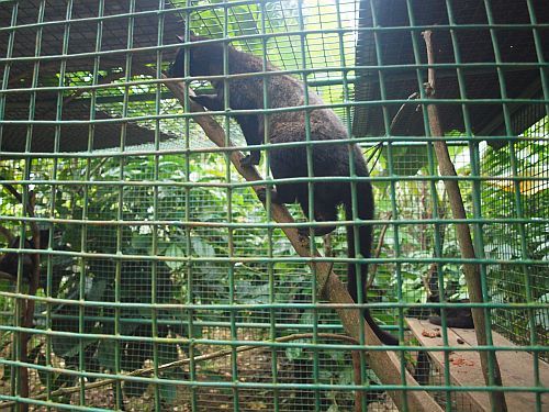 cyweta  inaczej  luwak, zbiera ziarna kawy i po przeżuciu biera się je