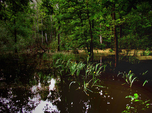 W Arturówku 2011_06    6