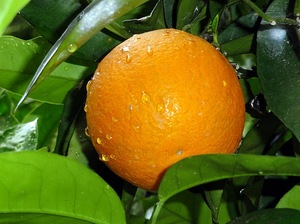 pomarańcza po deszczu