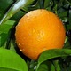 pomarańcza po deszczu