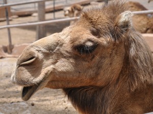 Camelus :)