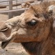 Camelus :)