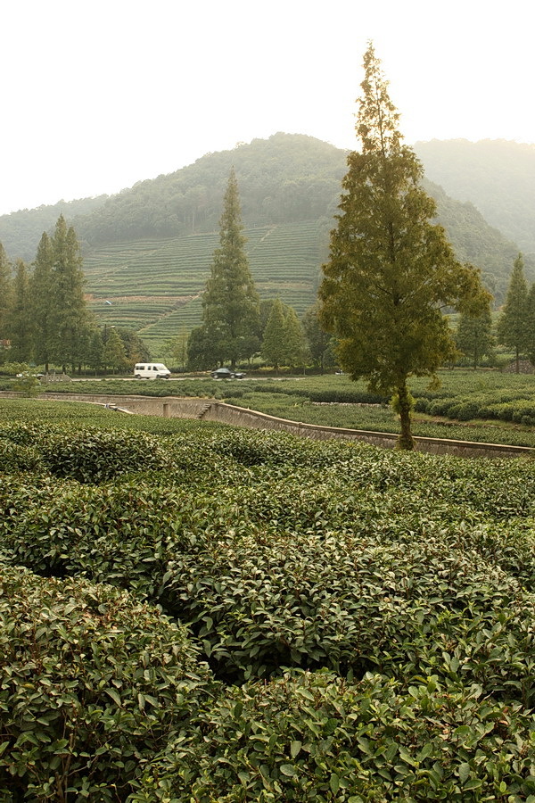 Plantacja herbaty Longjing
