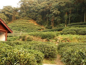 Plantacja herbaty Longjing