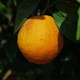 Pomarańcza, Majorka