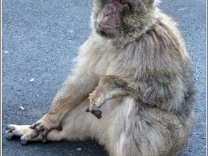Gibraltar - makak