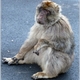 Gibraltar - makak