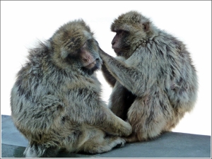 Gibraltar - makaki
