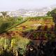 Widok na Funchal z ogrodu botanicznego