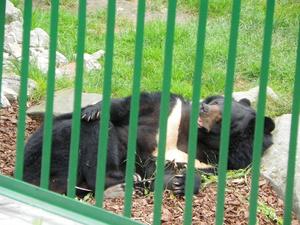 Chorzów, Śląski Ogród Zoologiczny